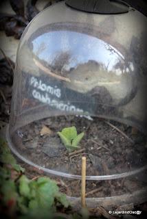 Je voudrais y croire...Un radoucissement, des pluies noct...