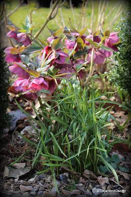 Je voudrais y croire...Un radoucissement, des pluies noct...