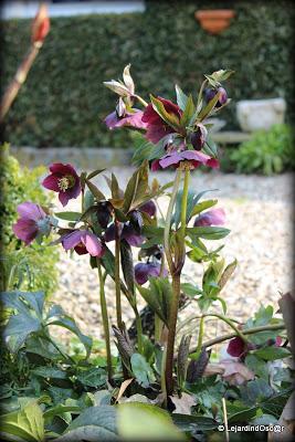 Je voudrais y croire...Un radoucissement, des pluies noct...