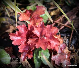 Je voudrais y croire...Un radoucissement, des pluies noct...