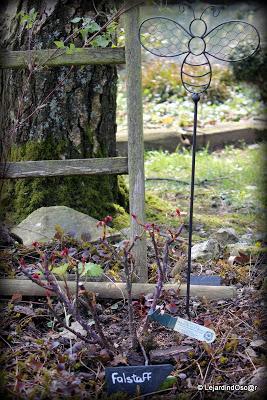 Je voudrais y croire...Un radoucissement, des pluies noct...