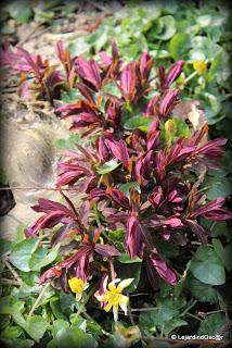 Je voudrais y croire...Un radoucissement, des pluies noct...