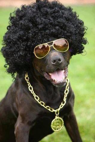 J'AIMERAI REVENIR A L'AFRO MAIS COMMENT FAIRE ? - chien afro