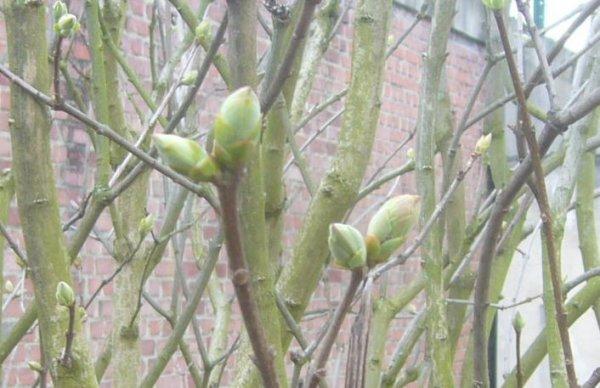 Le printemps va arriver la belle saison !