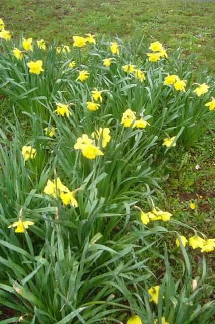 Le printemps va arriver la belle saison !