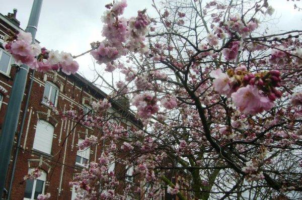 Le printemps va arriver la belle saison !