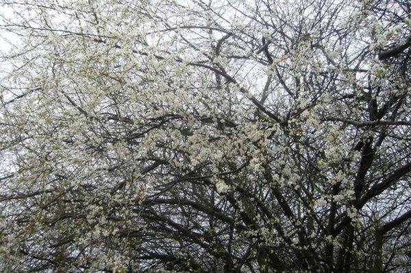 Le printemps va arriver la belle saison !