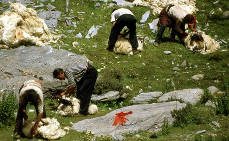 tibet-tonte-des-moutons.1208417271.jpg