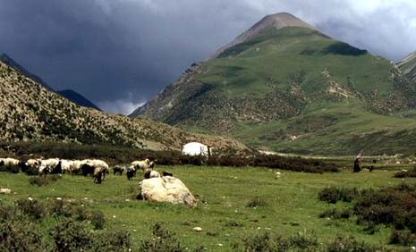 tibet-moutons.1208505812.jpg