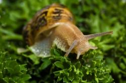 Un escargot encore en forme