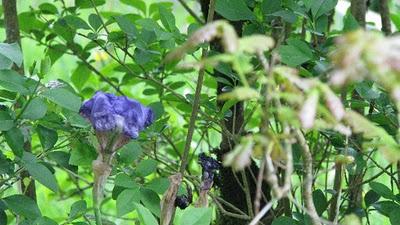 Trop pédaler rend fif !