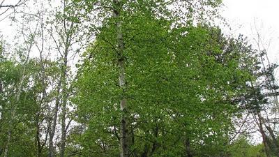 Trop pédaler rend fif !