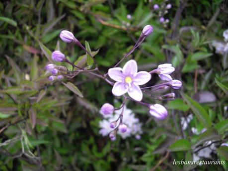 L'ÎLE DE BRÉHAT(22)-Nos premiers pas sur l'Île