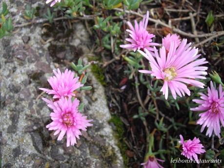 L'ÎLE DE BRÉHAT(22)-Nos premiers pas sur l'Île
