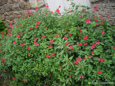 L'ÎLE DE BRÉHAT(22)-Nos premiers pas sur l'Île