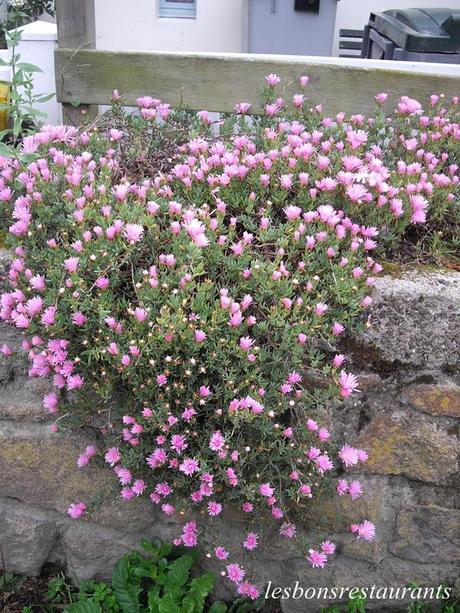 L'ÎLE DE BRÉHAT(22)-Nos premiers pas sur l'Île