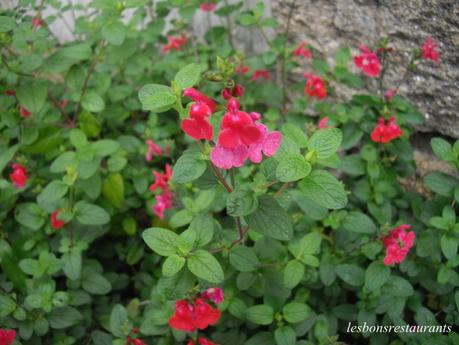 L'ÎLE DE BRÉHAT(22)-Nos premiers pas sur l'Île