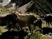 Jodler avec Geierwally/ Jodeln Geierwally