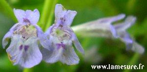 LierreTerrestre3fleurs300lm