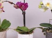 astuce pour arroser votre orchidée Phalaenopsis