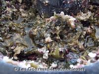 Le pesto, ce n'est pas que pour les pâtes