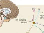 STRESS: Comment l'enfance cerveau prépare l'affronter Nature Neuroscience