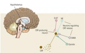 STRESS: Comment dès l'enfance le cerveau se prépare à l'affronter – Nature Neuroscience
