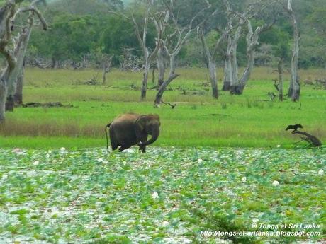 Le parc national de Yala #5 et fin : ses éléphants qui trompent énormément ! ;-)