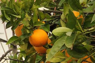 Voyage au Portugal: La vie de château