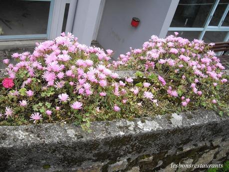 L'ÎLE DE BRÉHAT(22)-L'Île aux fleurs