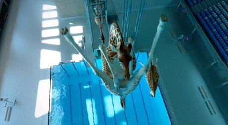 5m80, le court qui fait sauter les girafes dans la piscine…
