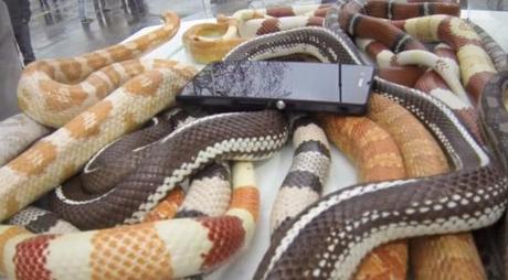 jusquou-iriez-vous-pour-un-smartphone2