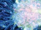 CERVEAU aussi fait nettoyage printemps Nature Neuroscience