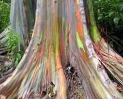 L'eucalyptus arc-en-ciel