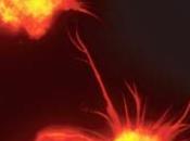 GREFFE: Stimuler cellules souches sanguines pour stimuler l'immunité CNRS- Nature