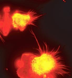 GREFFE: Stimuler les cellules souches sanguines pour stimuler l'immunité – CNRS- Nature