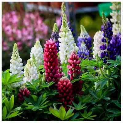 Lupin vivace polyphille