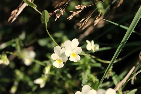 Contre la pensée unique