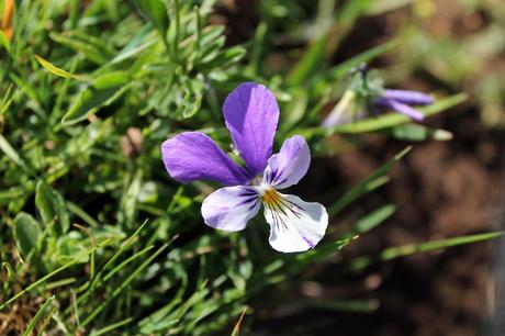 Contre la pensée unique