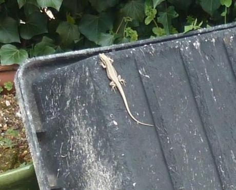 saisons,fleurs,végétation,printemps,jardinage,loisirs,société