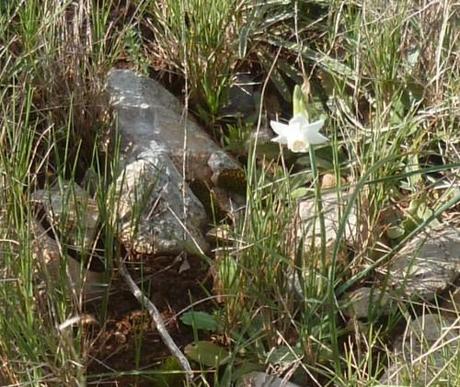 saisons,fleurs,végétation,printemps,jardinage,loisirs,société