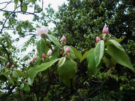 saisons,fleurs,végétation,printemps,jardinage,loisirs,société