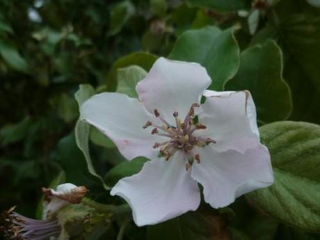 saisons,fleurs,végétation,printemps,jardinage,loisirs,société