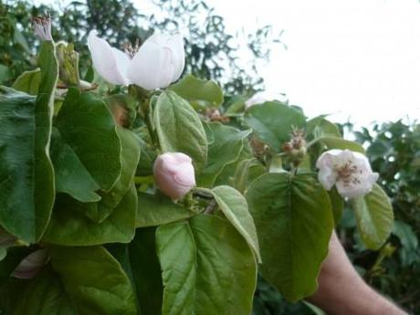 saisons,fleurs,végétation,printemps,jardinage,loisirs,société