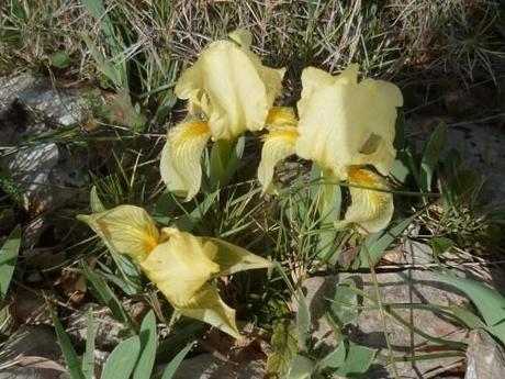 saisons,fleurs,végétation,printemps,jardinage,loisirs,société