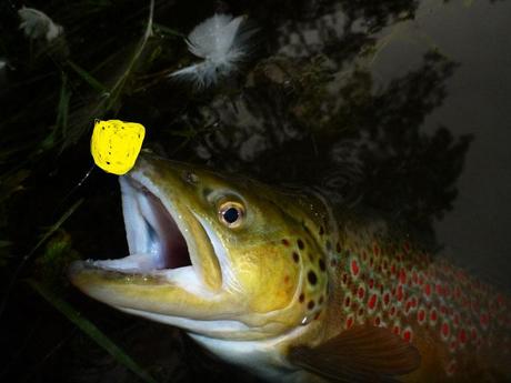 LE SECRET DES MOUCHES SECRÈTES