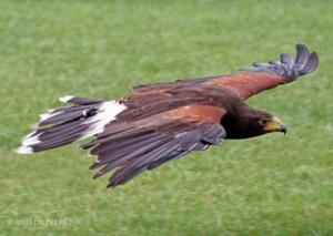 buse-mexicaine-parc-des-princes-psg
