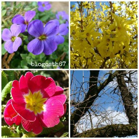 Aubriete-primevere-cerisier-forsithya