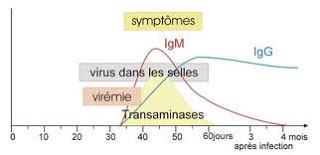 HÉPATITE A, VACCINER OU PAS ? HÉPATITE A, VACCINER OU PAS ?