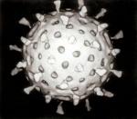 Rotavirus_Reconstruction.jpg